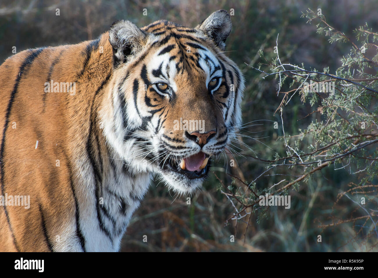 Portrait of a Tiger with Open Mouth Stock Photo