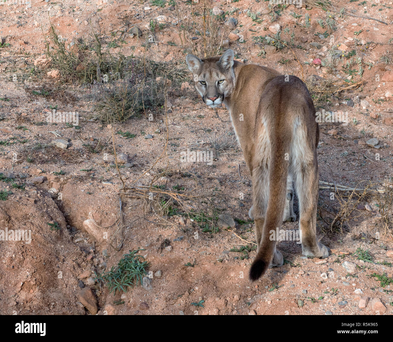 Young Mountain Lion Glancing back over Shoulder Stock Photo