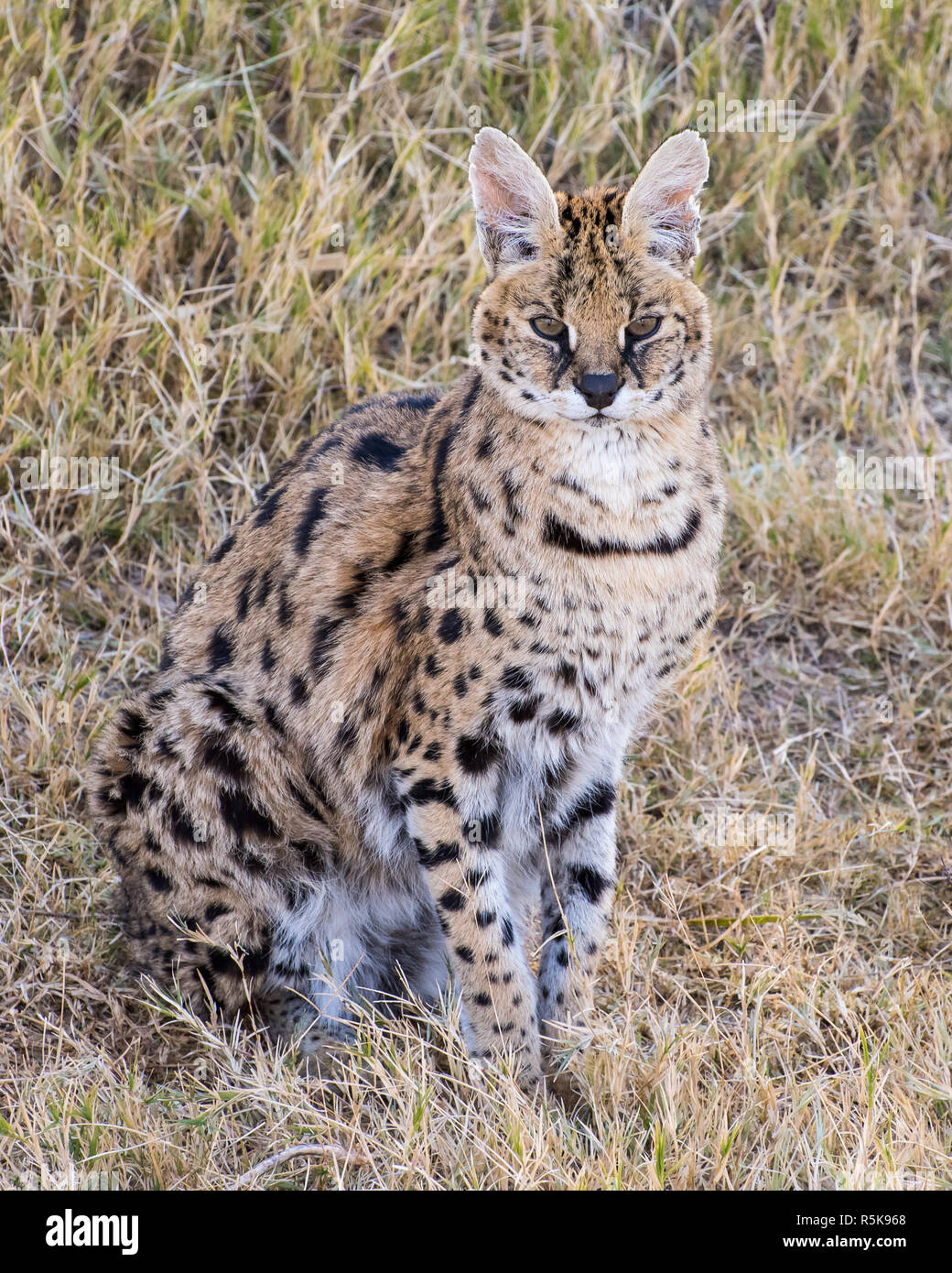 Serval sitting in the Grass Stock Photo