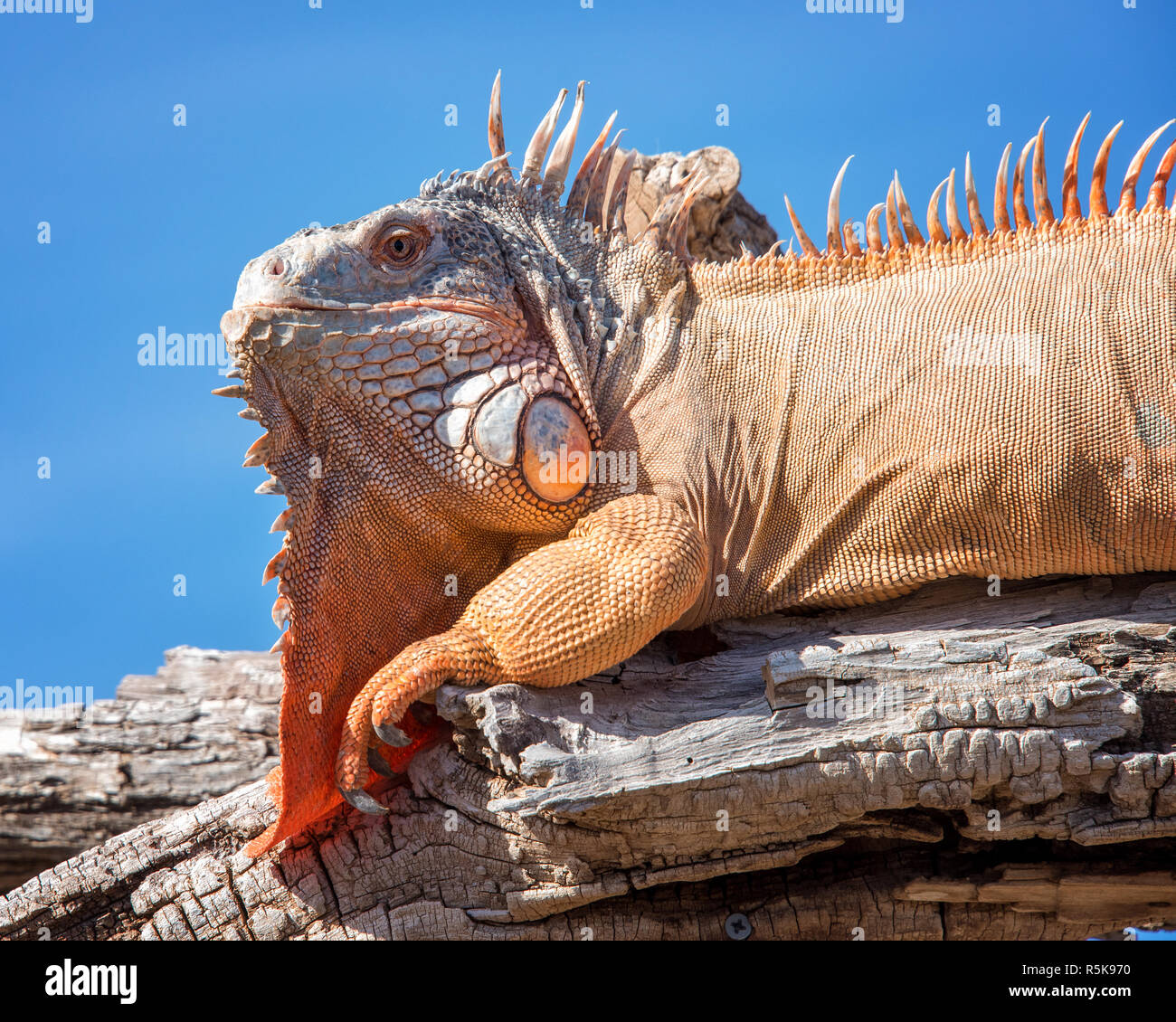 Green Iguana perched on a Branch Stock Photo