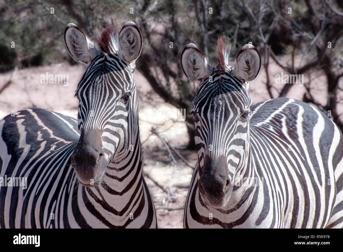 Zebra Duo on Alert Stock Photo