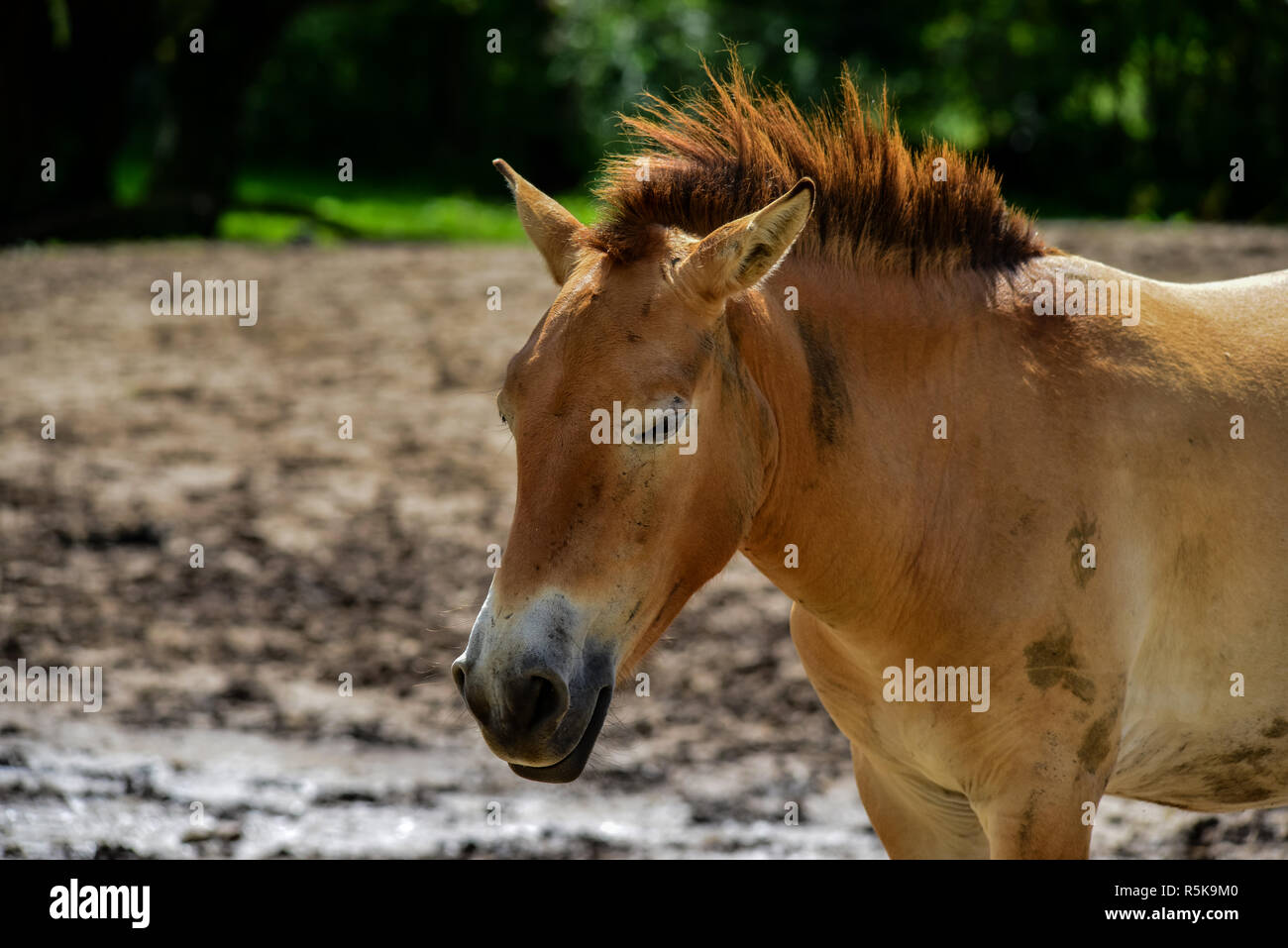 przewalski horse Stock Photo