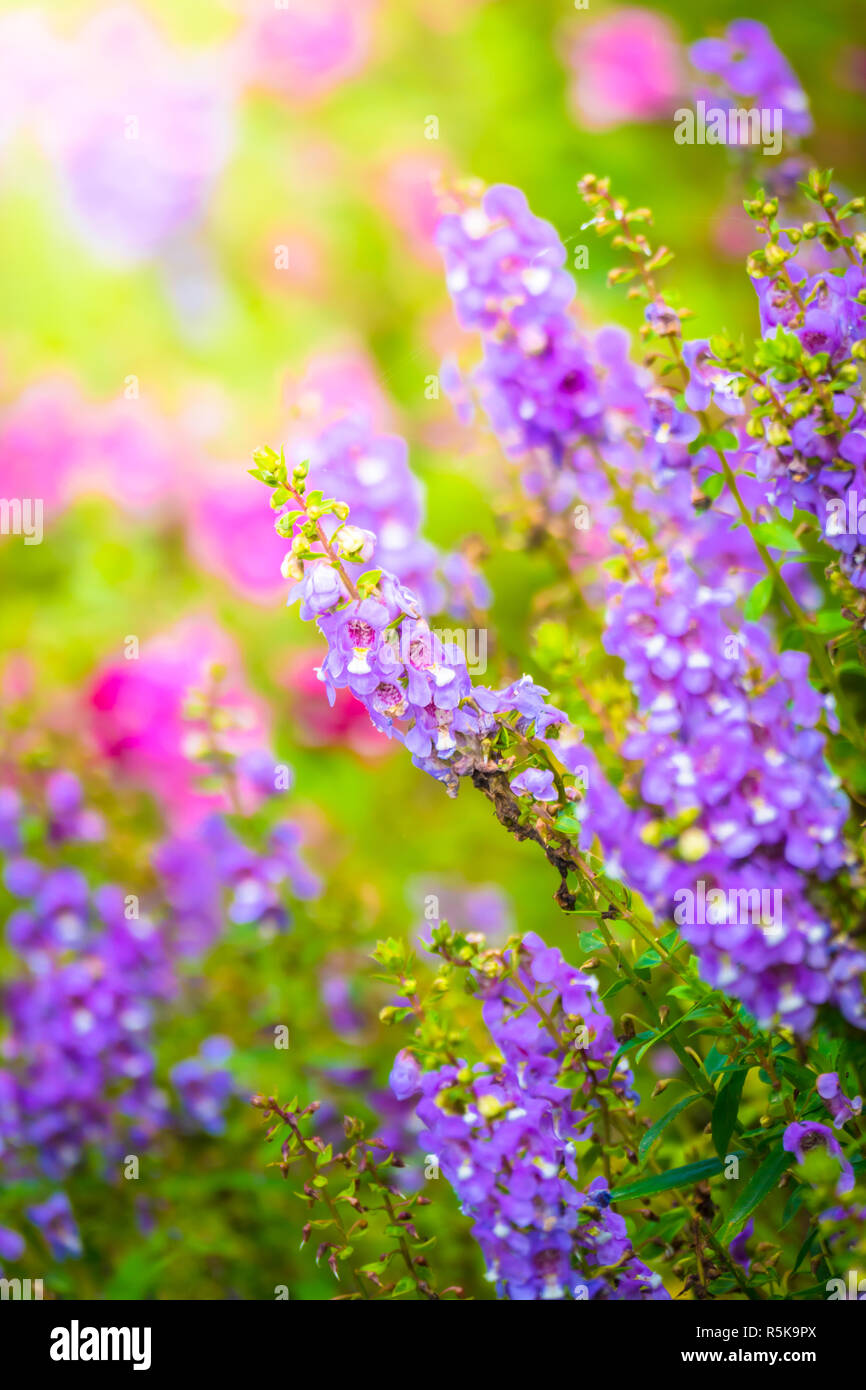 The background image of the colorful flowers Stock Photo - Alamy