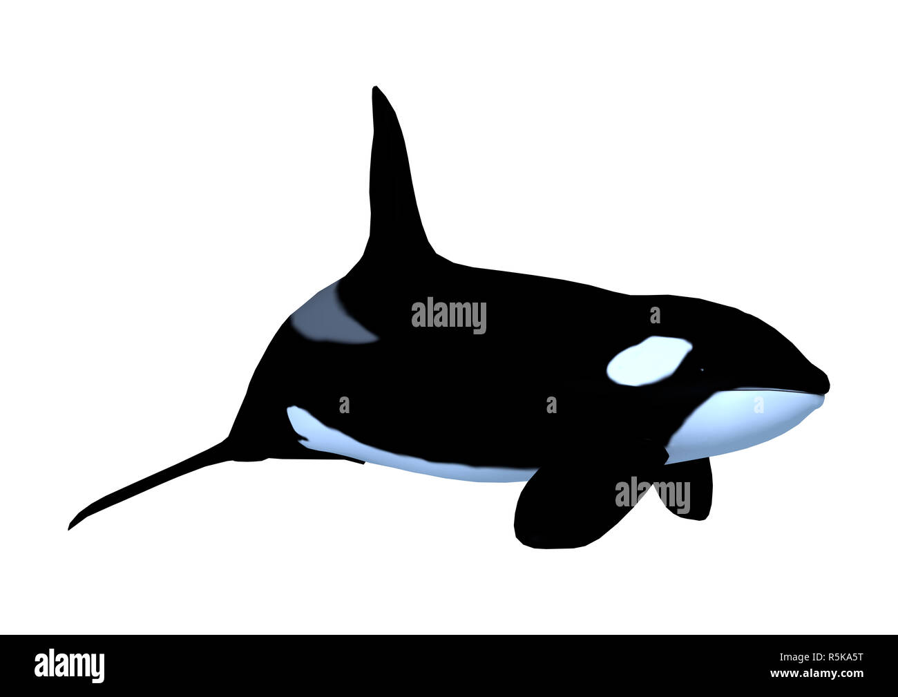 3D Rendering Killerwhale on White Stock Photo - Alamy