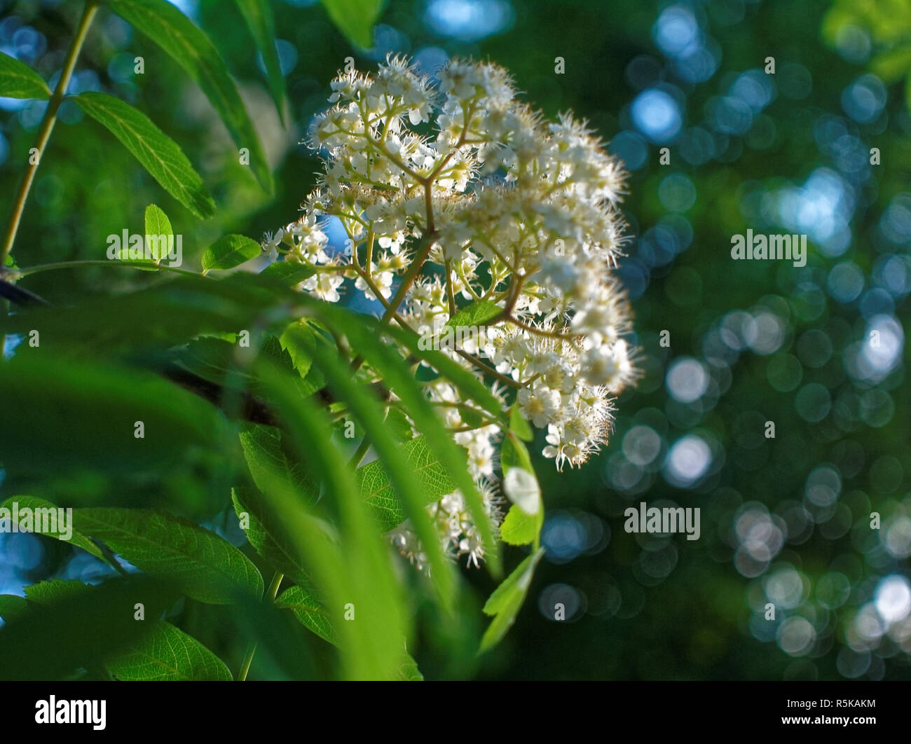 flowers of mountain ash in the yard of Moscow , southwest district ...