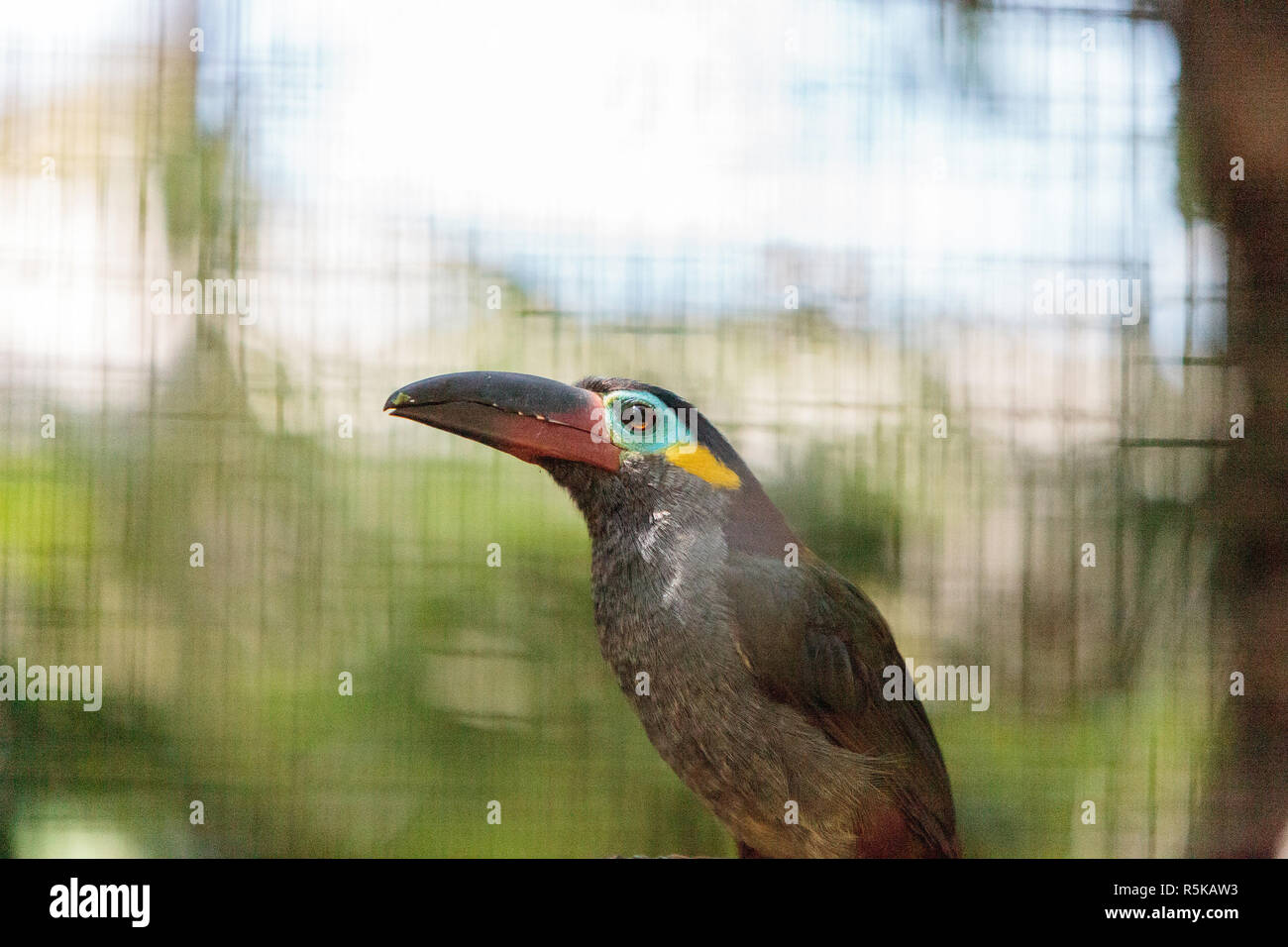 Guianan Toucanet High Resolution Stock Photography And Images Alamy Guianan Toucanet High Resolution Stock Photography And Images Alamy