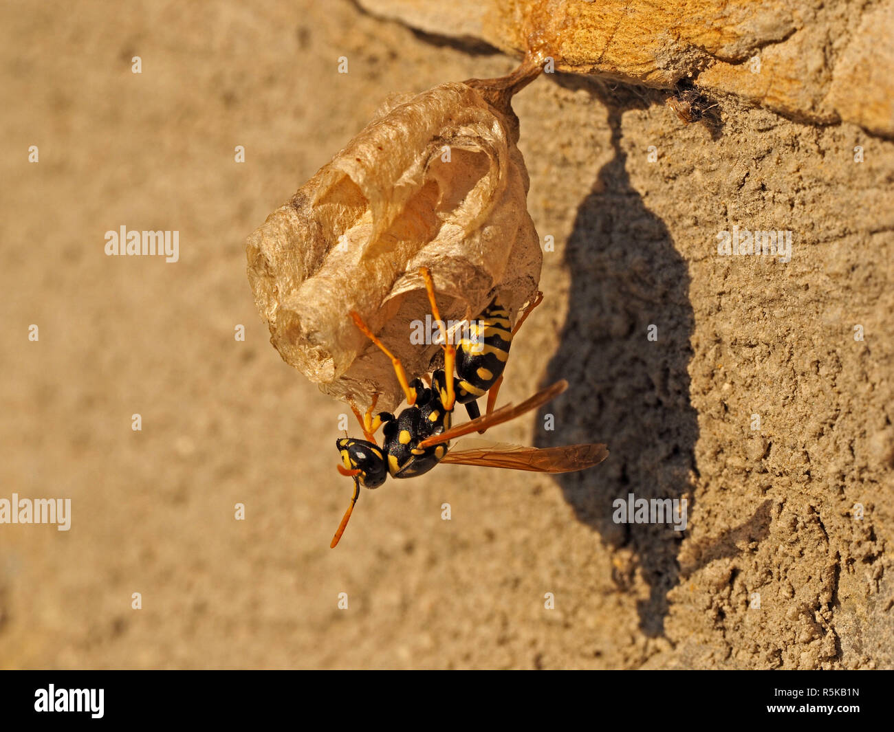 female European paper wasp (Polistes dominula), tending chambered paper nest anchored to stone wall in Tuscany Italy Stock Photo