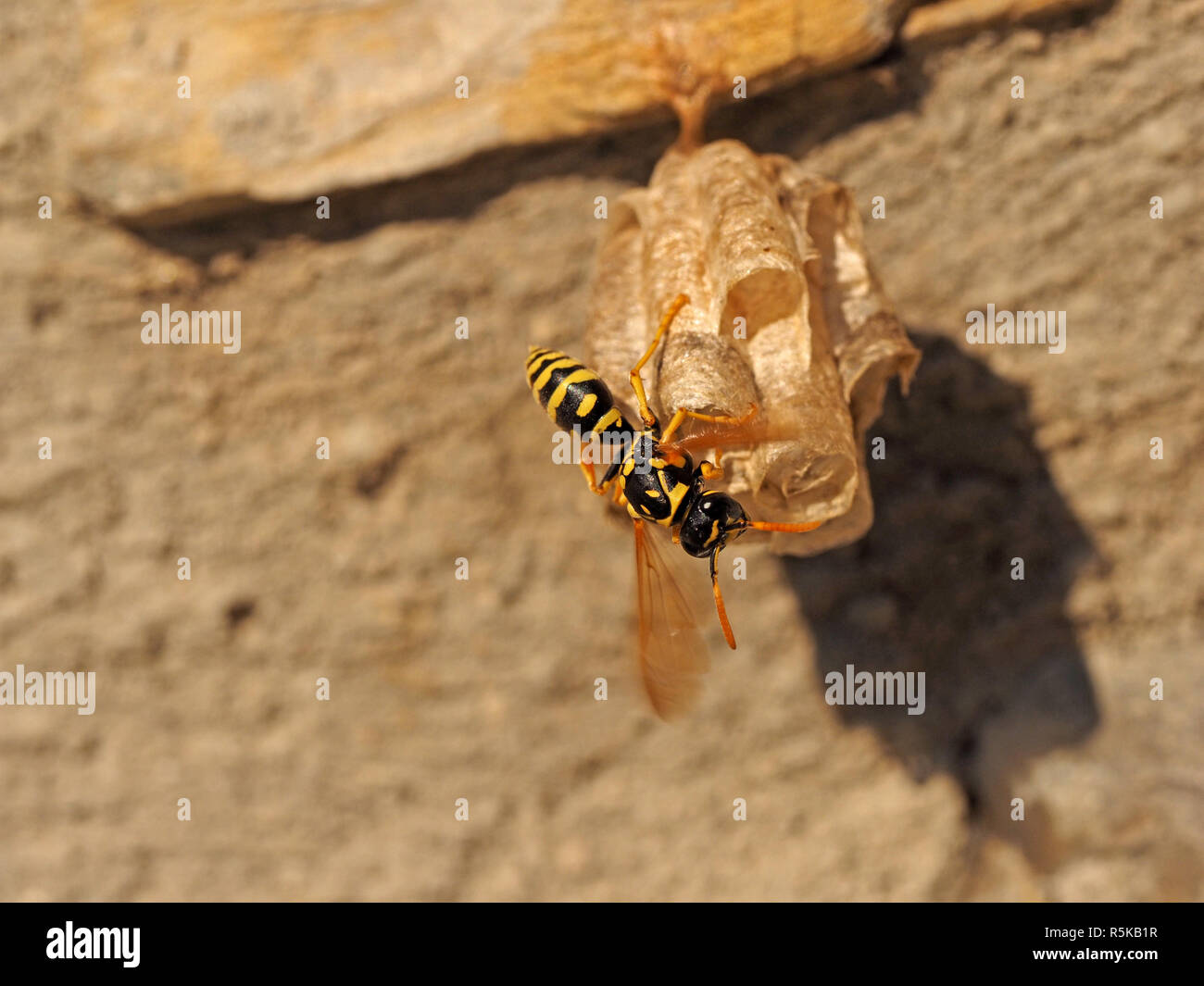 female European paper wasp (Polistes dominula), whirring its wings  to thermoregulate its chambered paper nest anchored to stone wall in Tuscany Italy Stock Photo