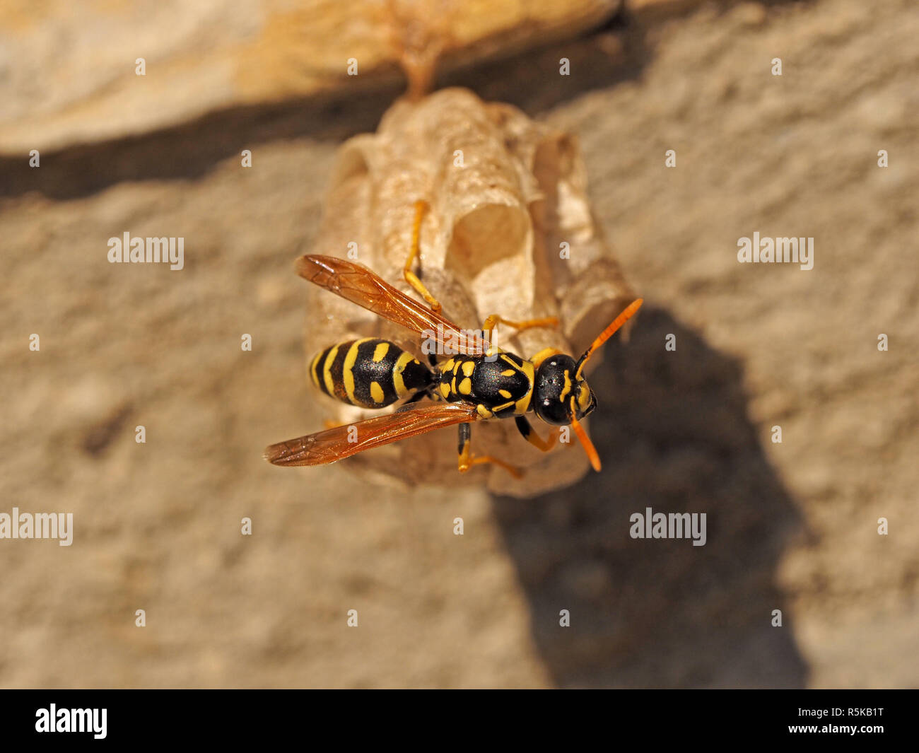 female European paper wasp (Polistes dominula), tending chambered paper nest anchored to stone wall in Tuscany Italy Stock Photo