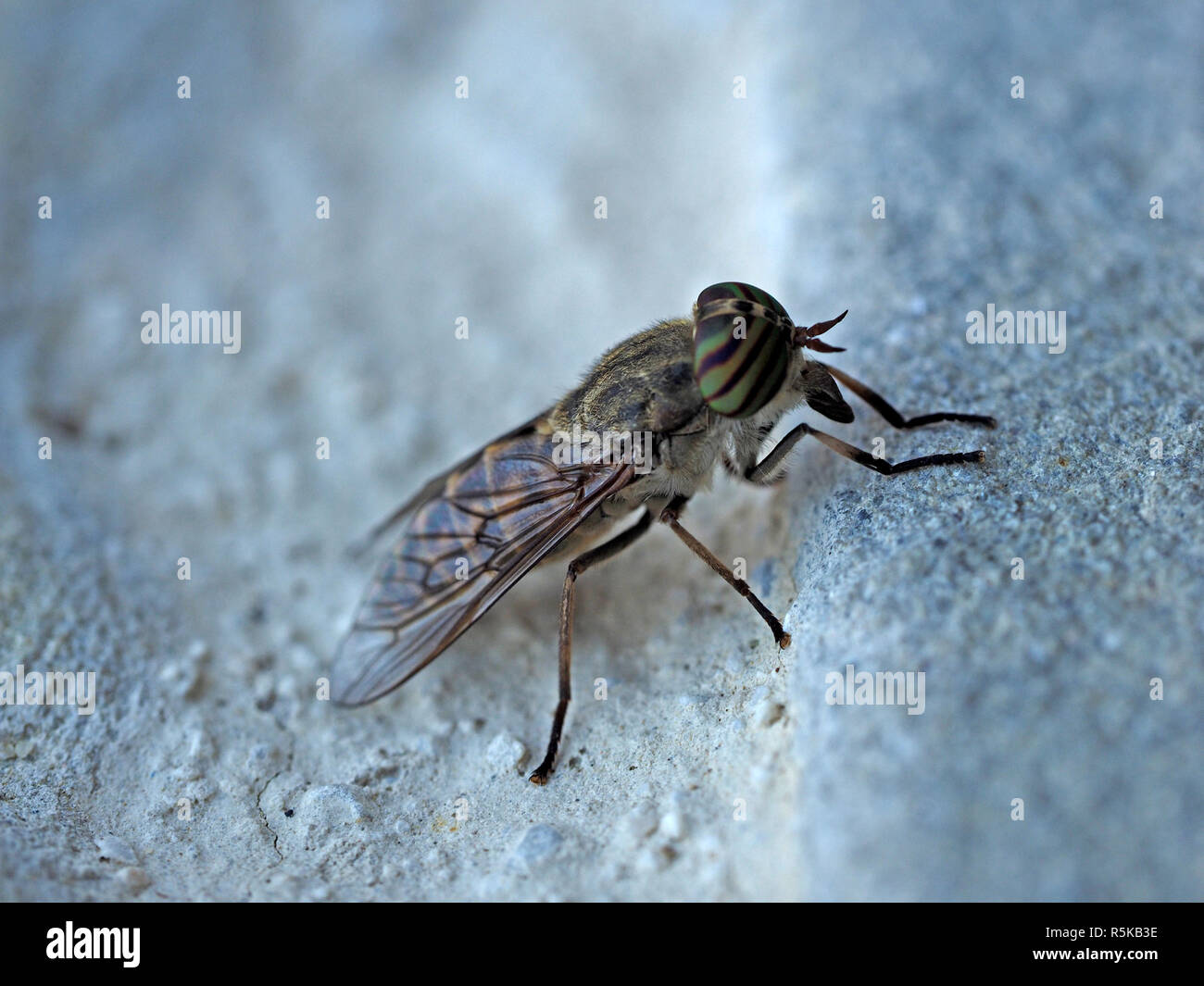 female bloodsucking Horsefly (aka stout or clegg) of Hybomitra species