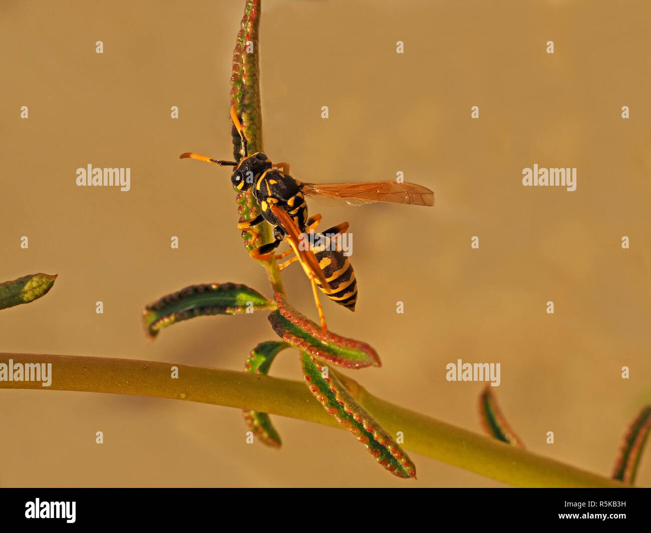 female European paper wasp (Polistes dominula), tending fresh new leaves of rose plant near to chambered paper nest in Tuscany Italy Stock Photo