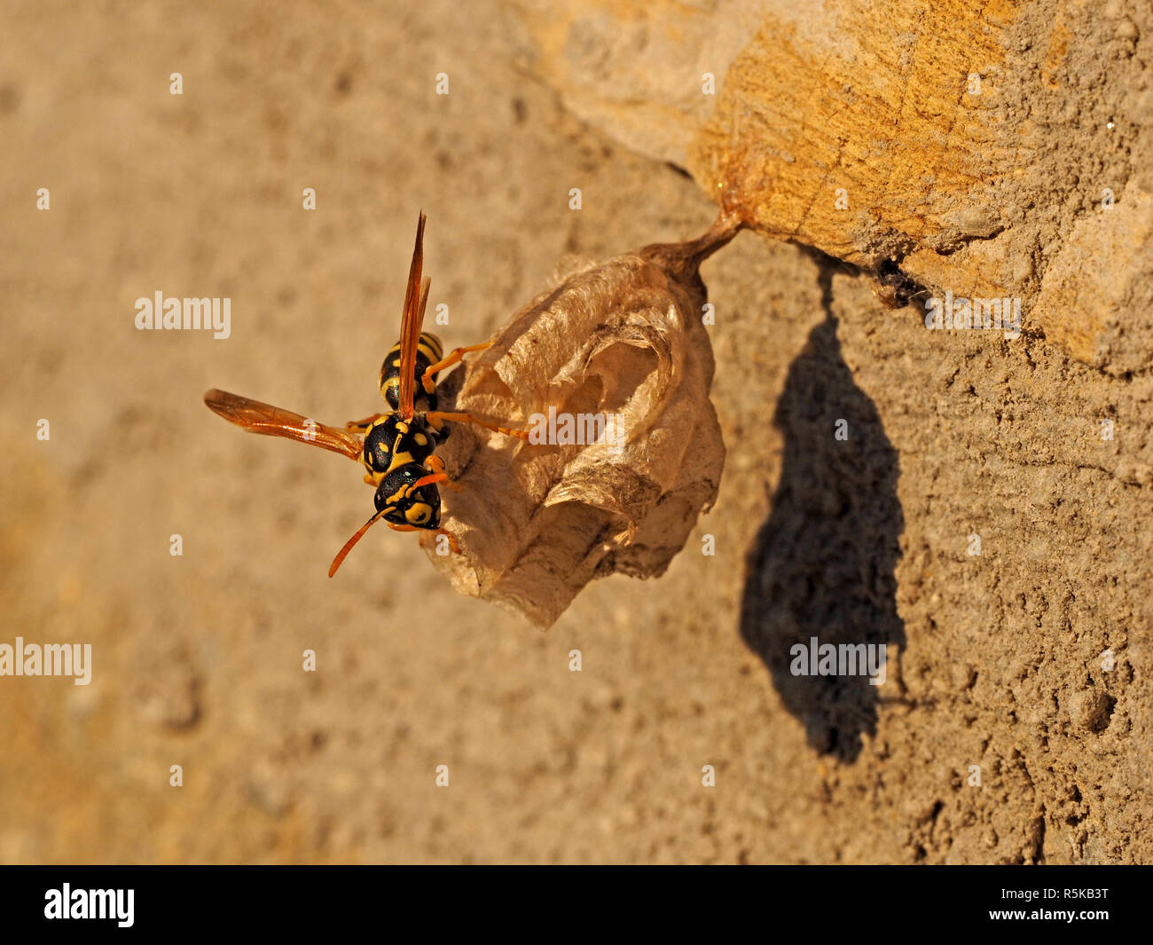 female European paper wasp (Polistes dominula), tending chambered paper nest anchored to stone wall in Tuscany Italy Stock Photo