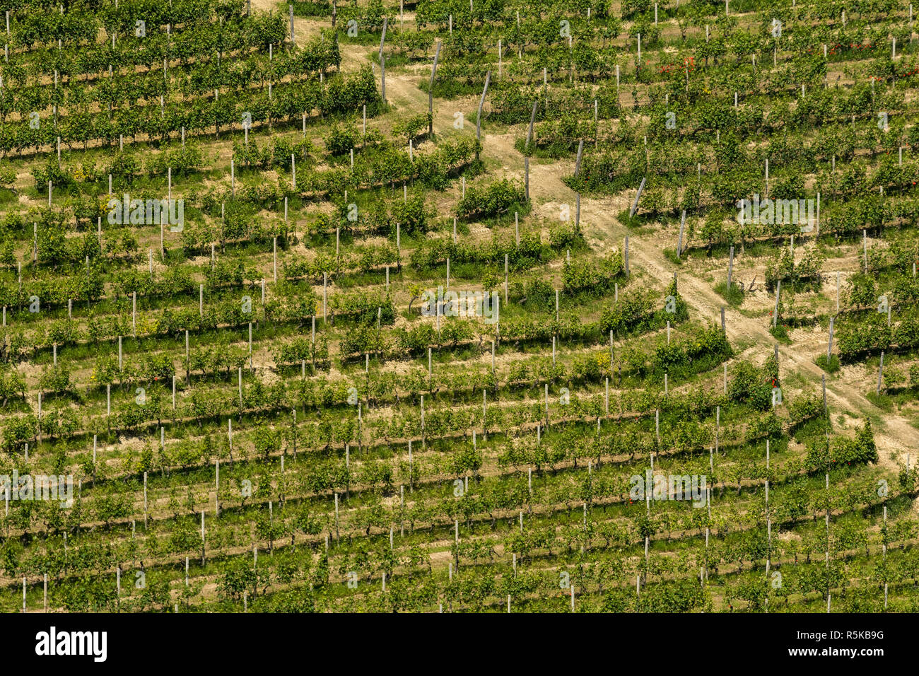 Rows of green grapevines growing along a hillside slope in Italy Stock Photo