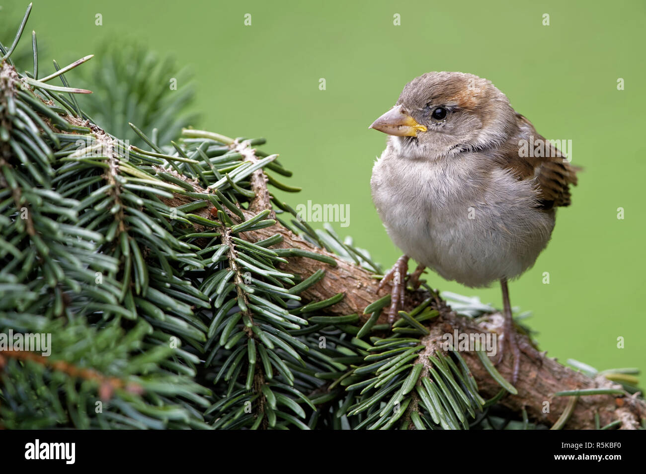 young house sparrow Stock Photo