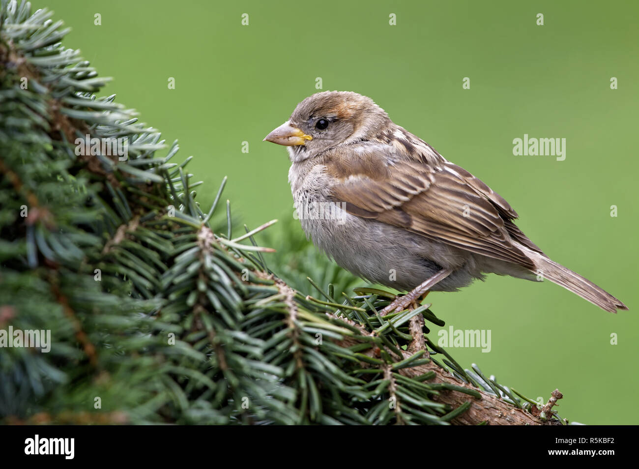 young house sparrow Stock Photo