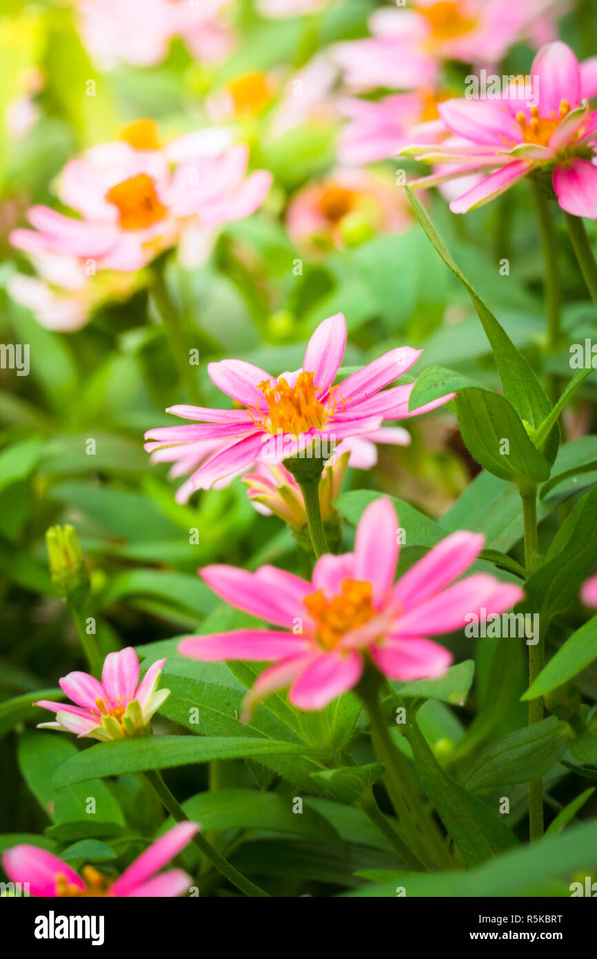 The background image of the colorful flowers Stock Photo - Alamy