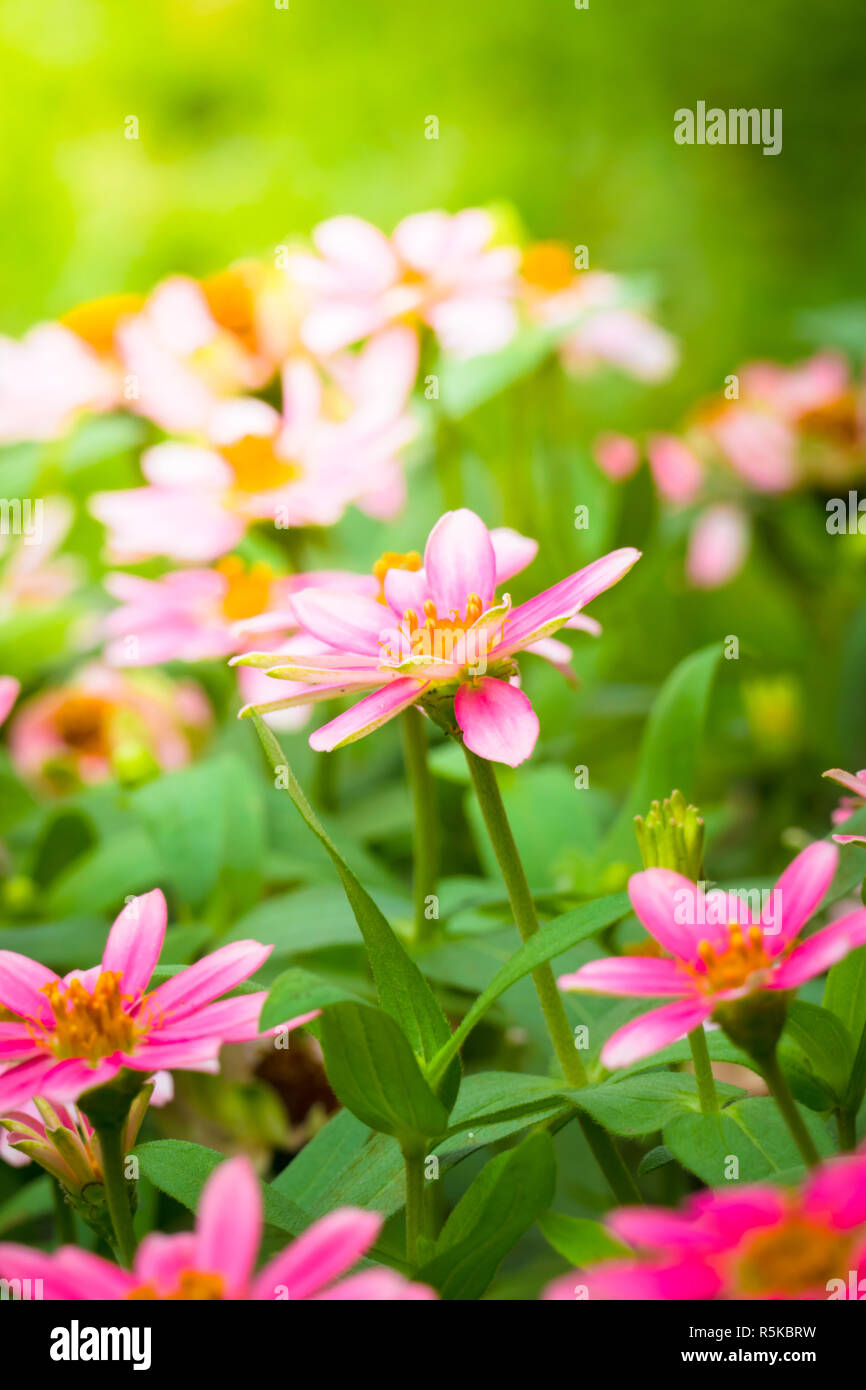 The background image of the colorful flowers Stock Photo - Alamy