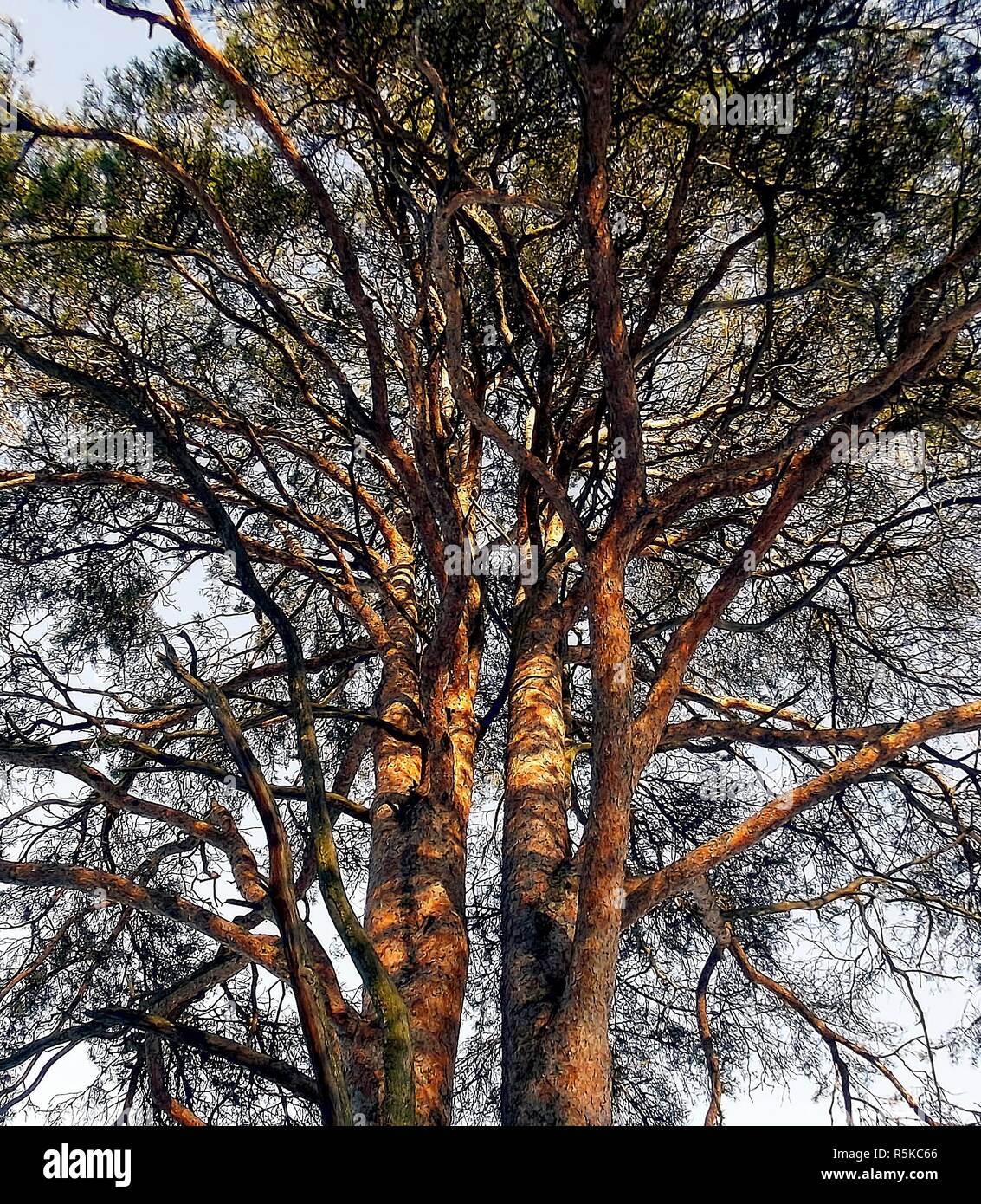 Two trees growing together hires stock photography and images Alamy