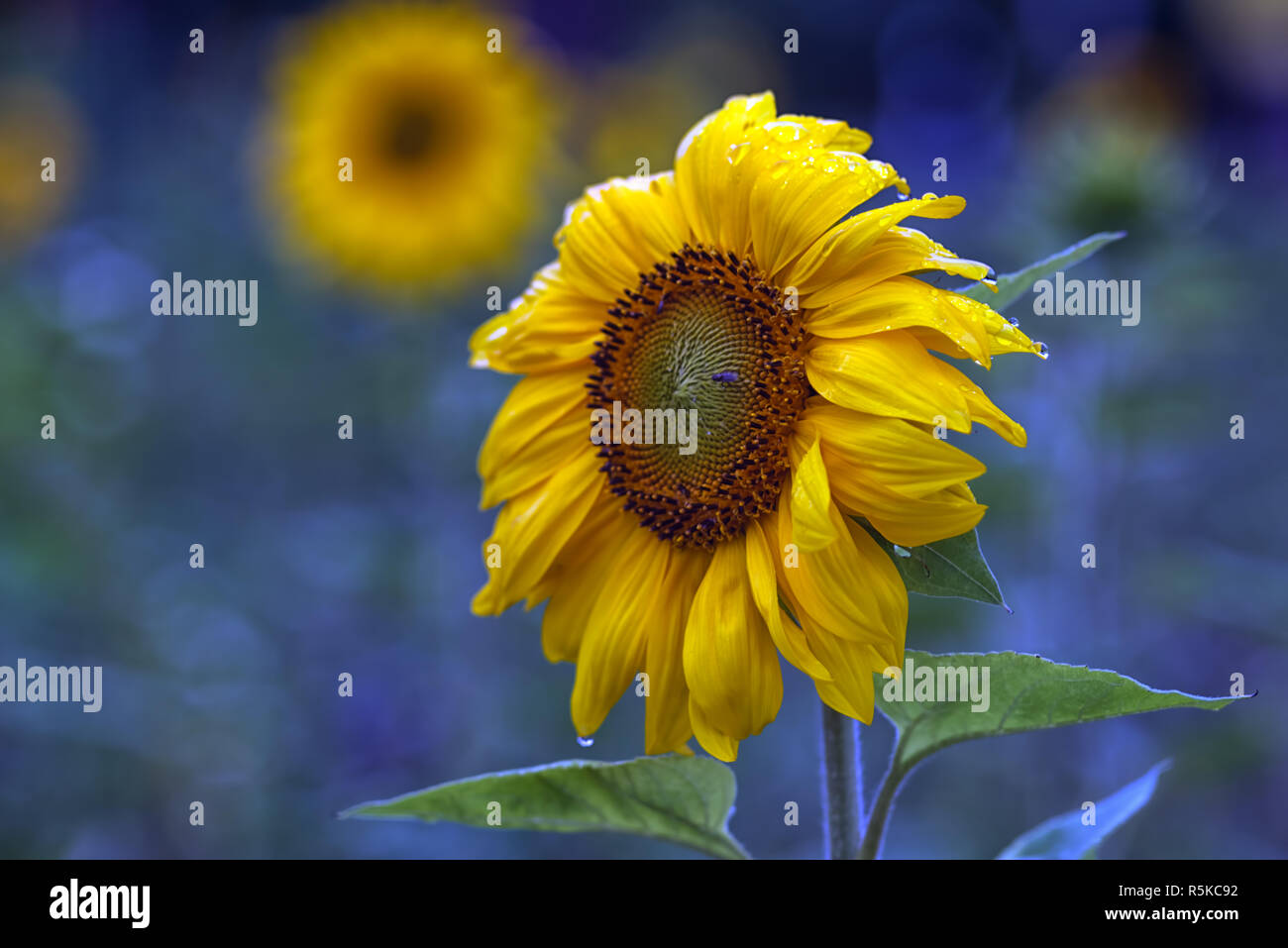 sunflower after the rain Stock Photo Alamy