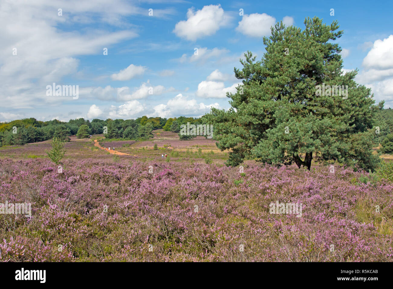 mehlinger heath in bloom in august Stock Photo