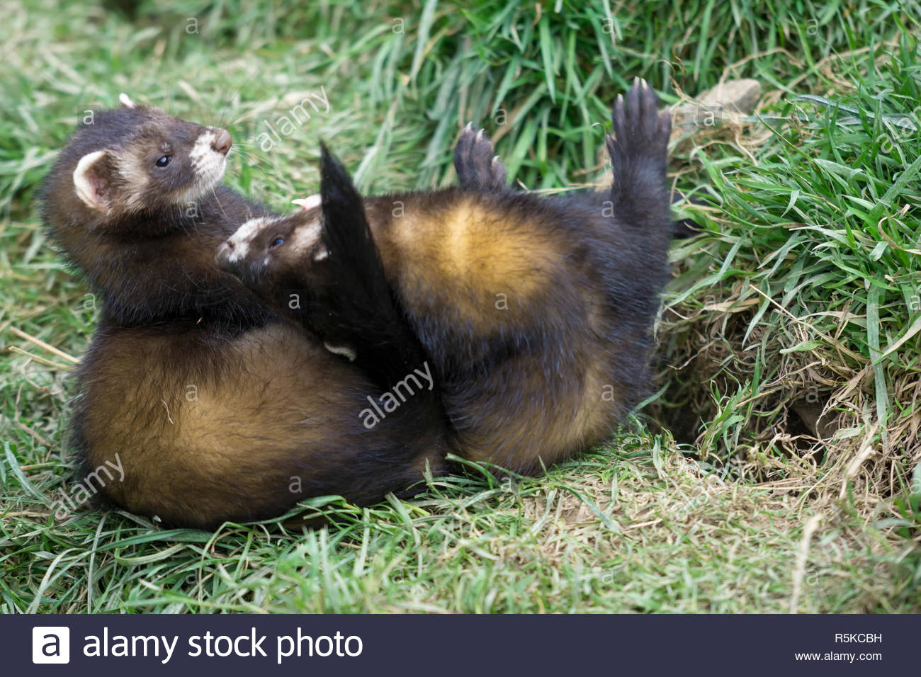 Striped Polecat Stock Photos & Striped Polecat Stock Images Alamy