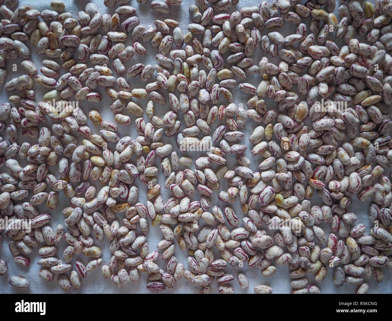 crimson beans legumes vegetables Stock Photo - Alamy