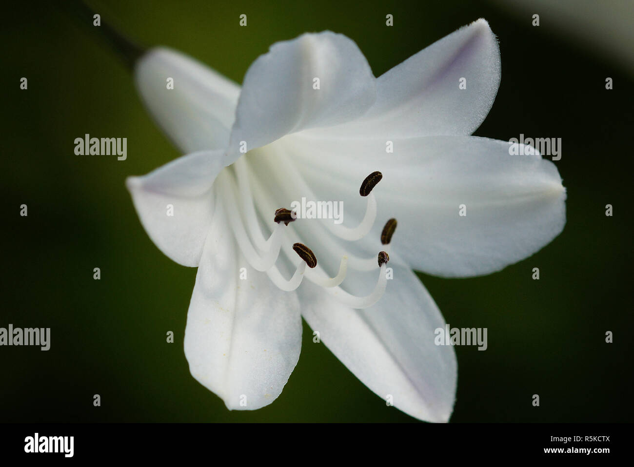 Schmucklilie, Agapanthus Stock Photo