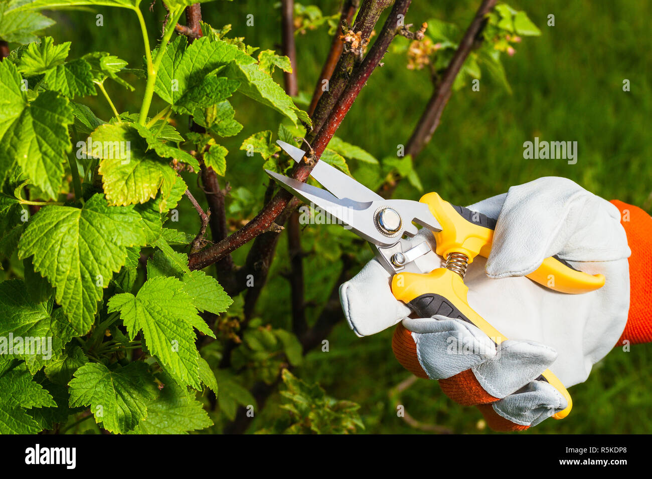 gardener's hand with  pruning scissors Stock Photo