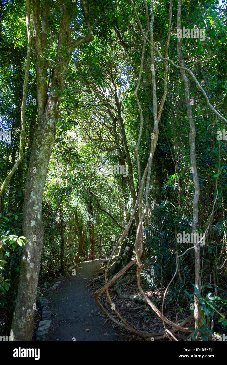 Path leading to Best of all Lookout in Springbrook national park,Queensland,Australia Stock Photo