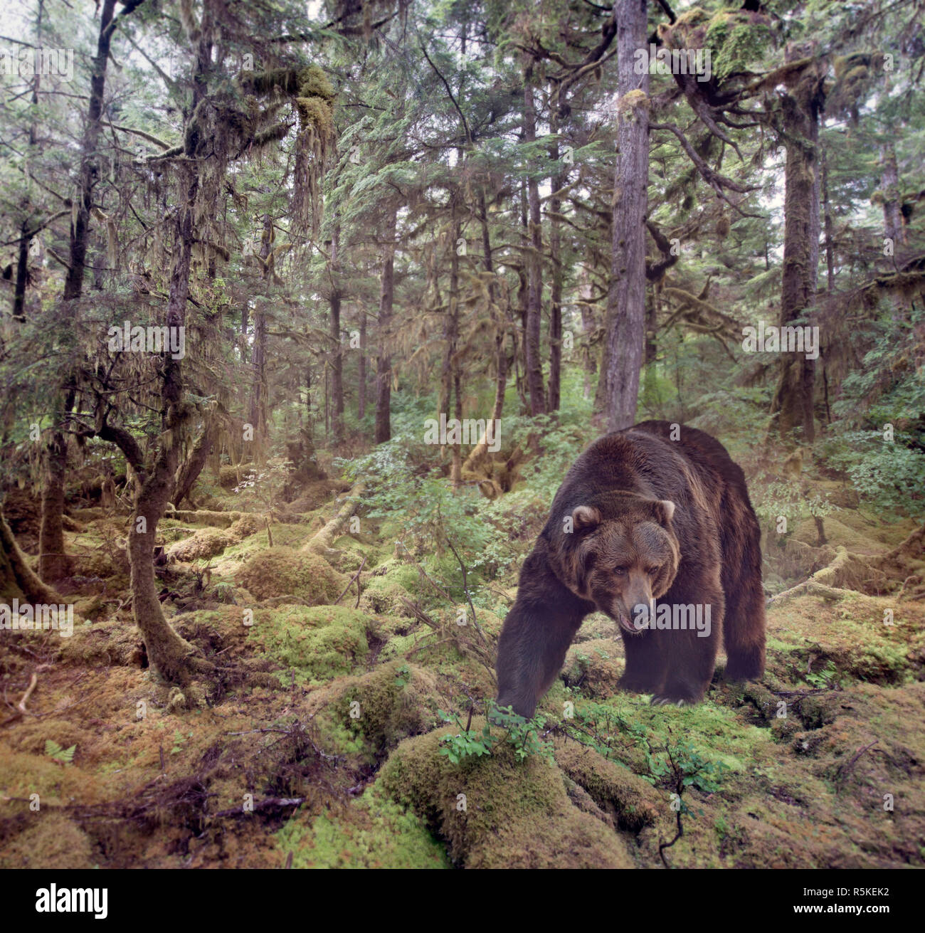 Brown Bear Walking Stock Photo - Alamy