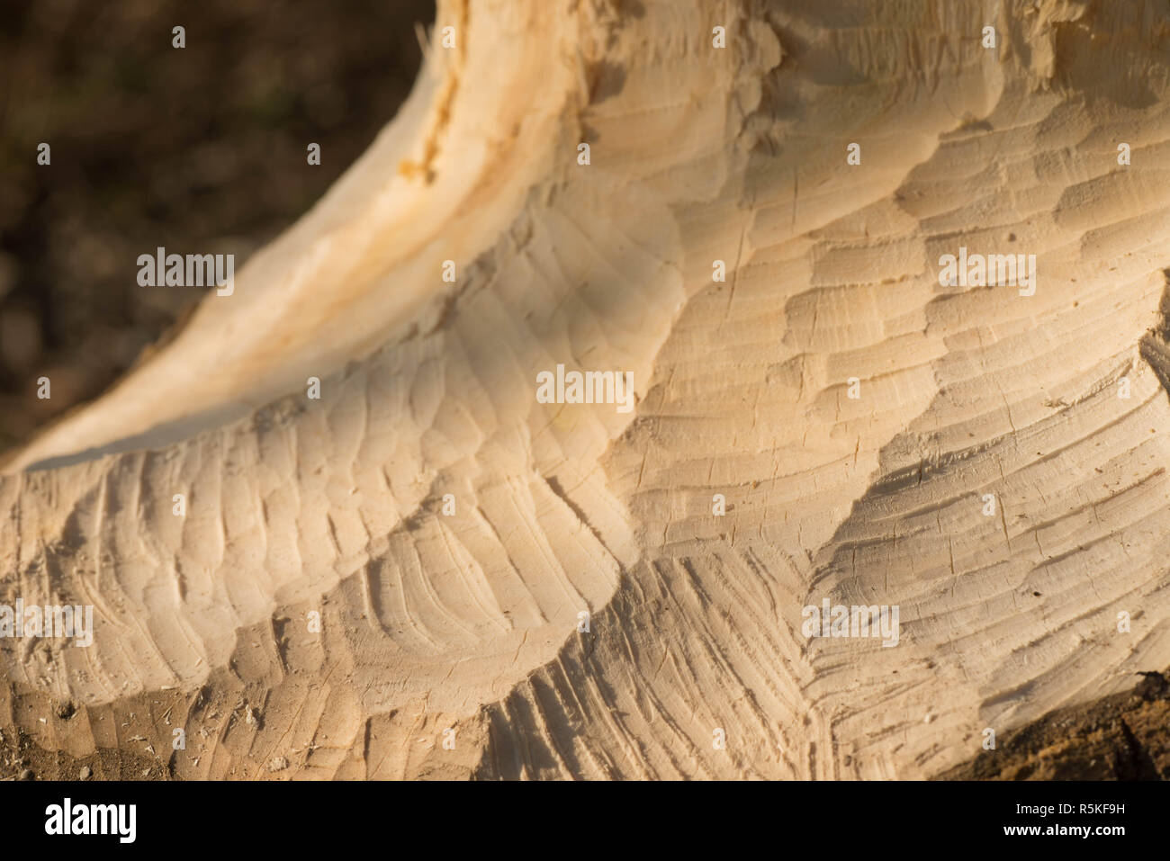 tree trunk with marks of beaver teeth on sunny day Stock Photo