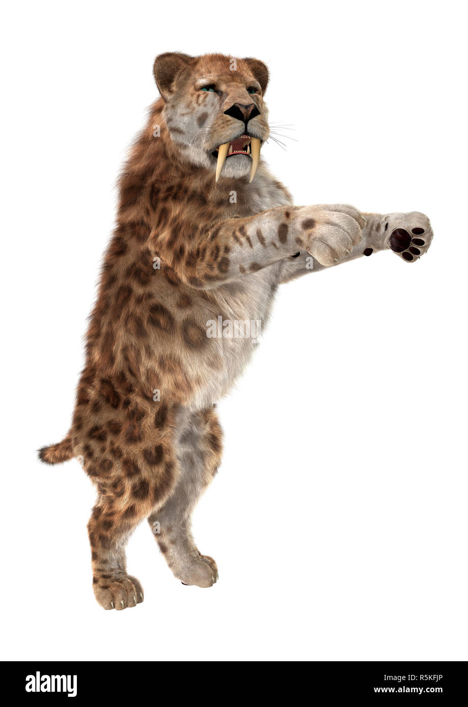 3D Rendering Saber Tooth Tiger on White Stock Photo: 227237438 - Alamy