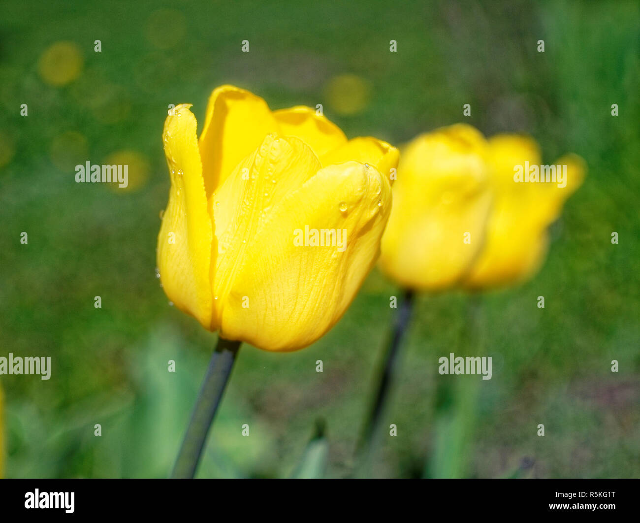Dacha season russia hi-res stock photography and images - Alamy