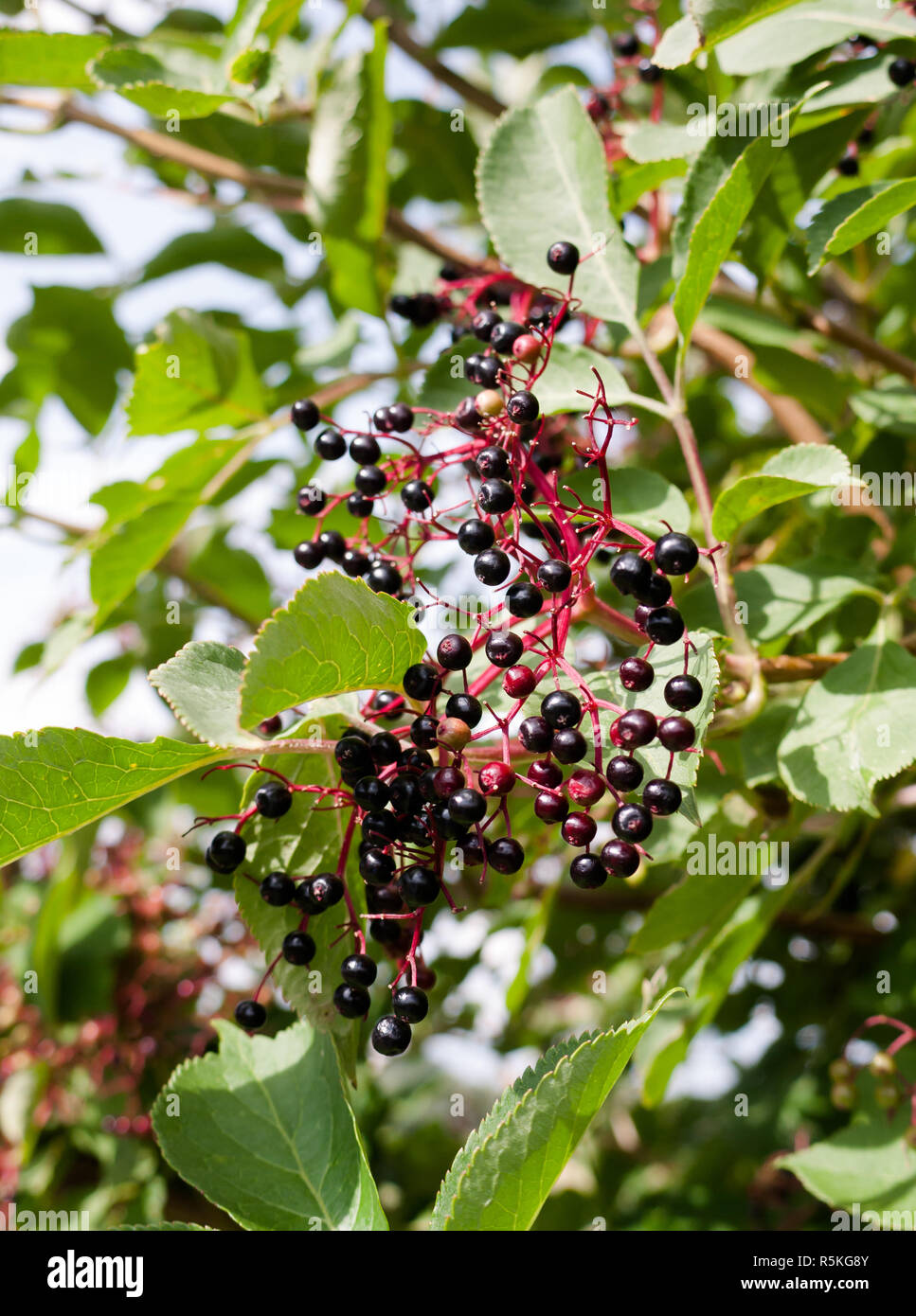 Holly bush growing wild hi-res stock photography and images - Alamy