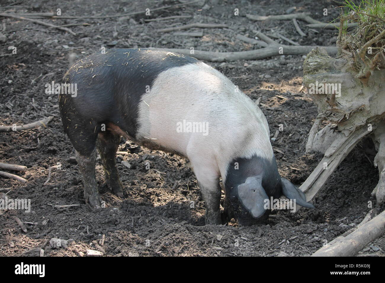 The domestic pig often called swine, hog, or simply pig. Stock Photo