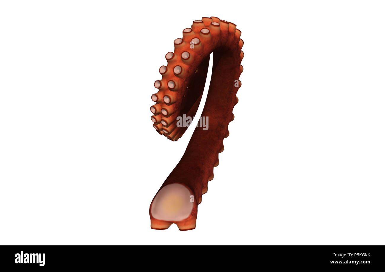 tentacle of an octopus with suction cups isolated Stock Photo - Alamy