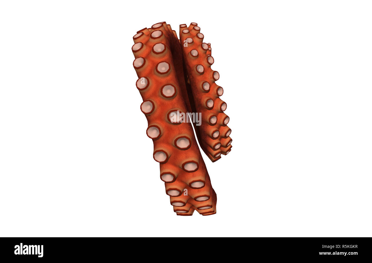 tentacle of an octopus with suction cups isolated Stock Photo - Alamy