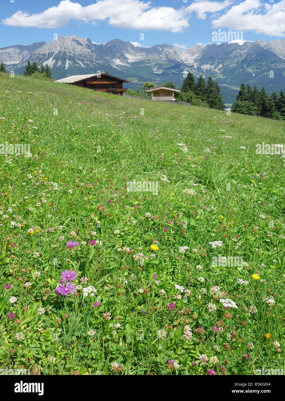 Â mountain meadow Stock Photo