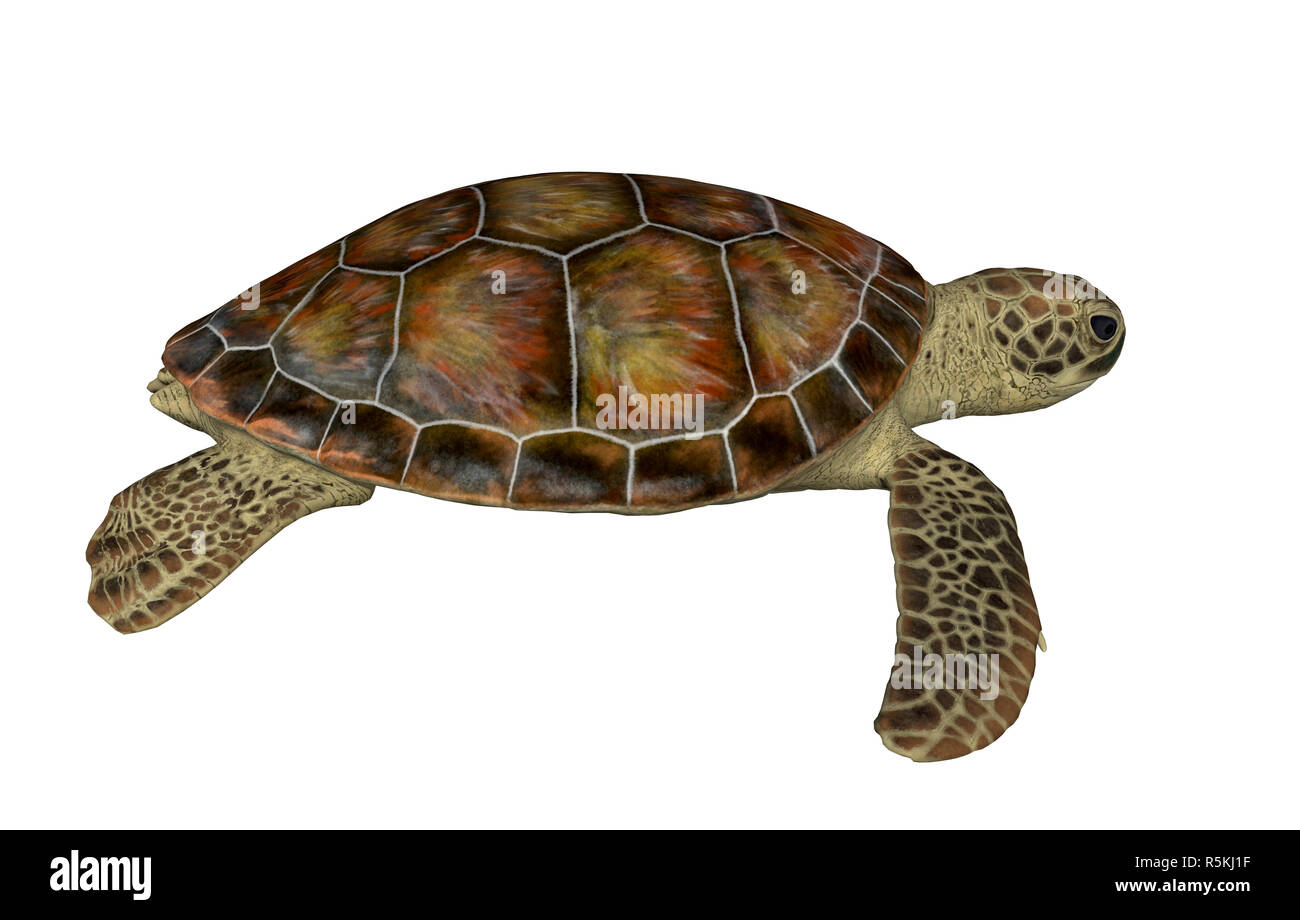 sea turtle isolated Stock Photo - Alamy