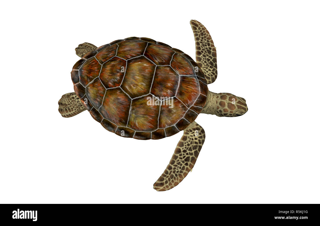 sea turtle isolated Stock Photo - Alamy