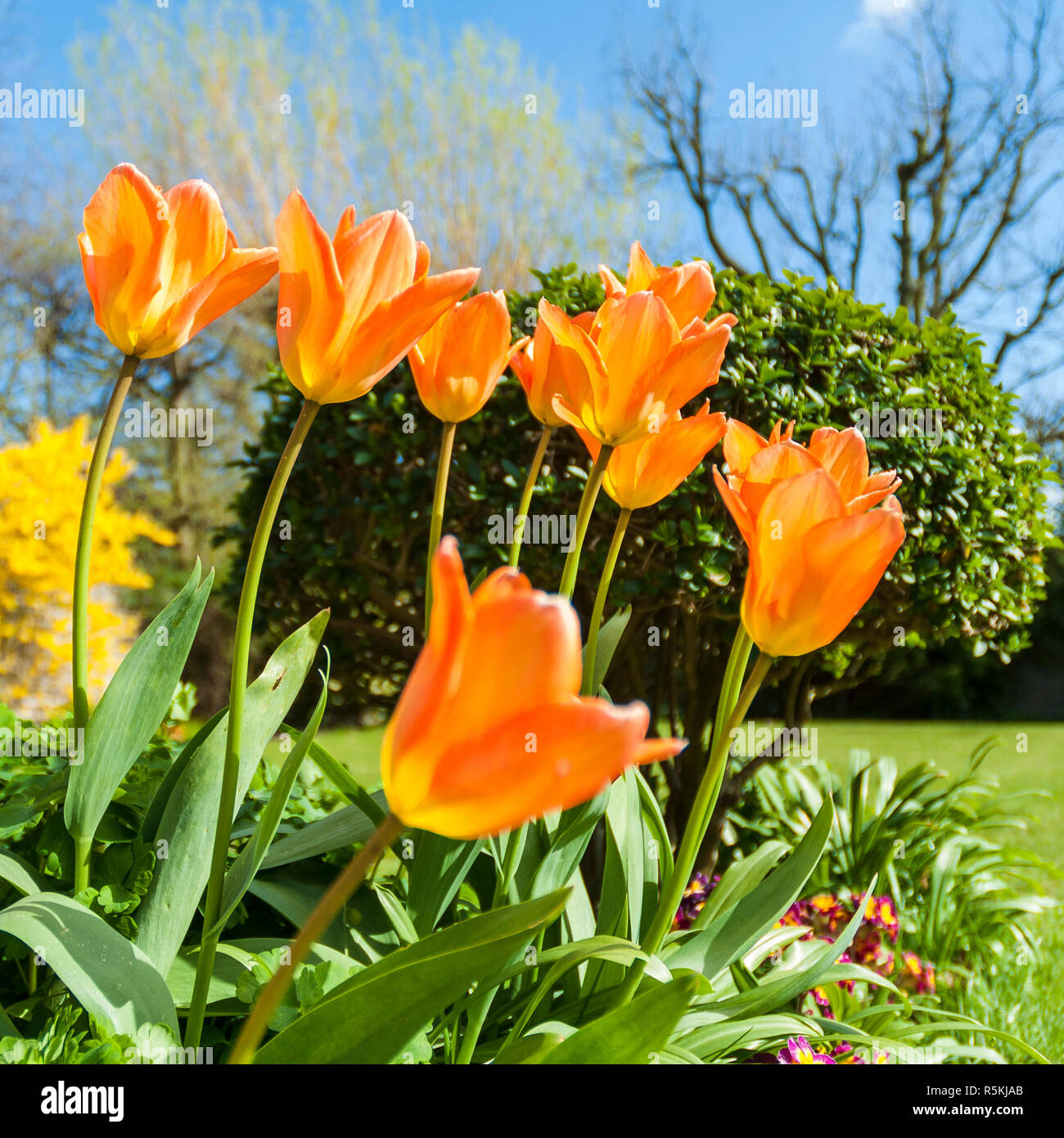 Orange tulips backlit by sunlight in an English garden Stock Photo - Alamy