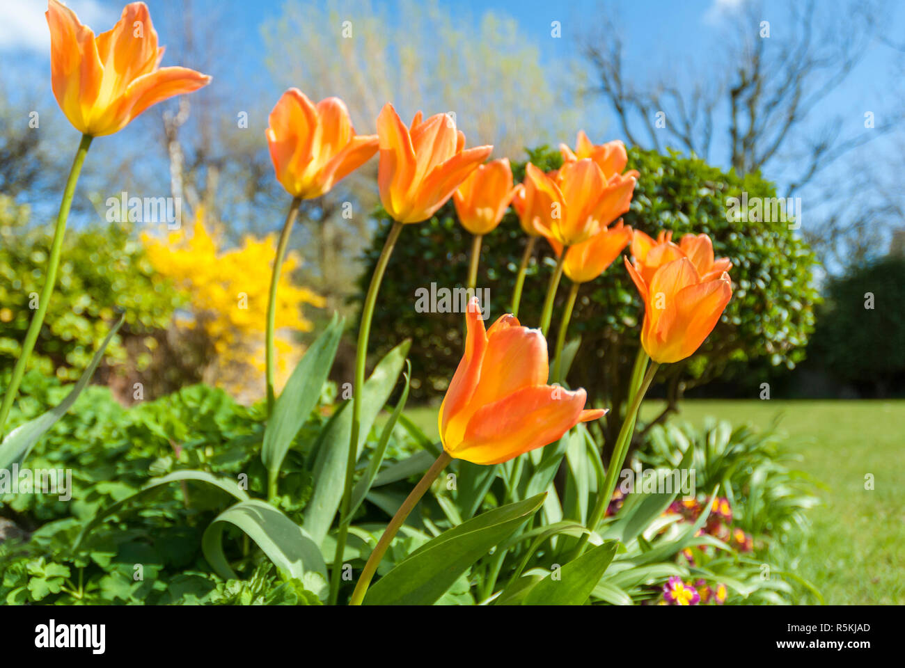Orange tulips backlit by sunlight in an English garden. Stock Photo