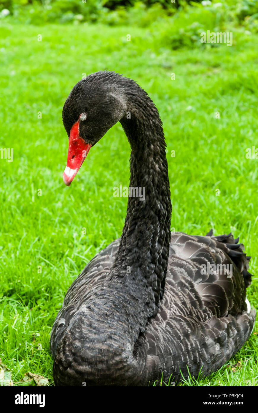 Black swans at Leeds Castle, Kent. Stock Photo