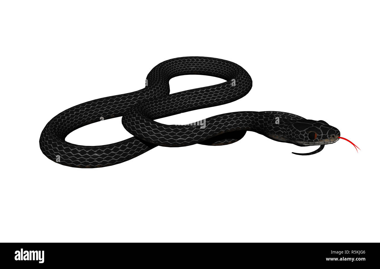 venomous snake isolated Stock Photo - Alamy