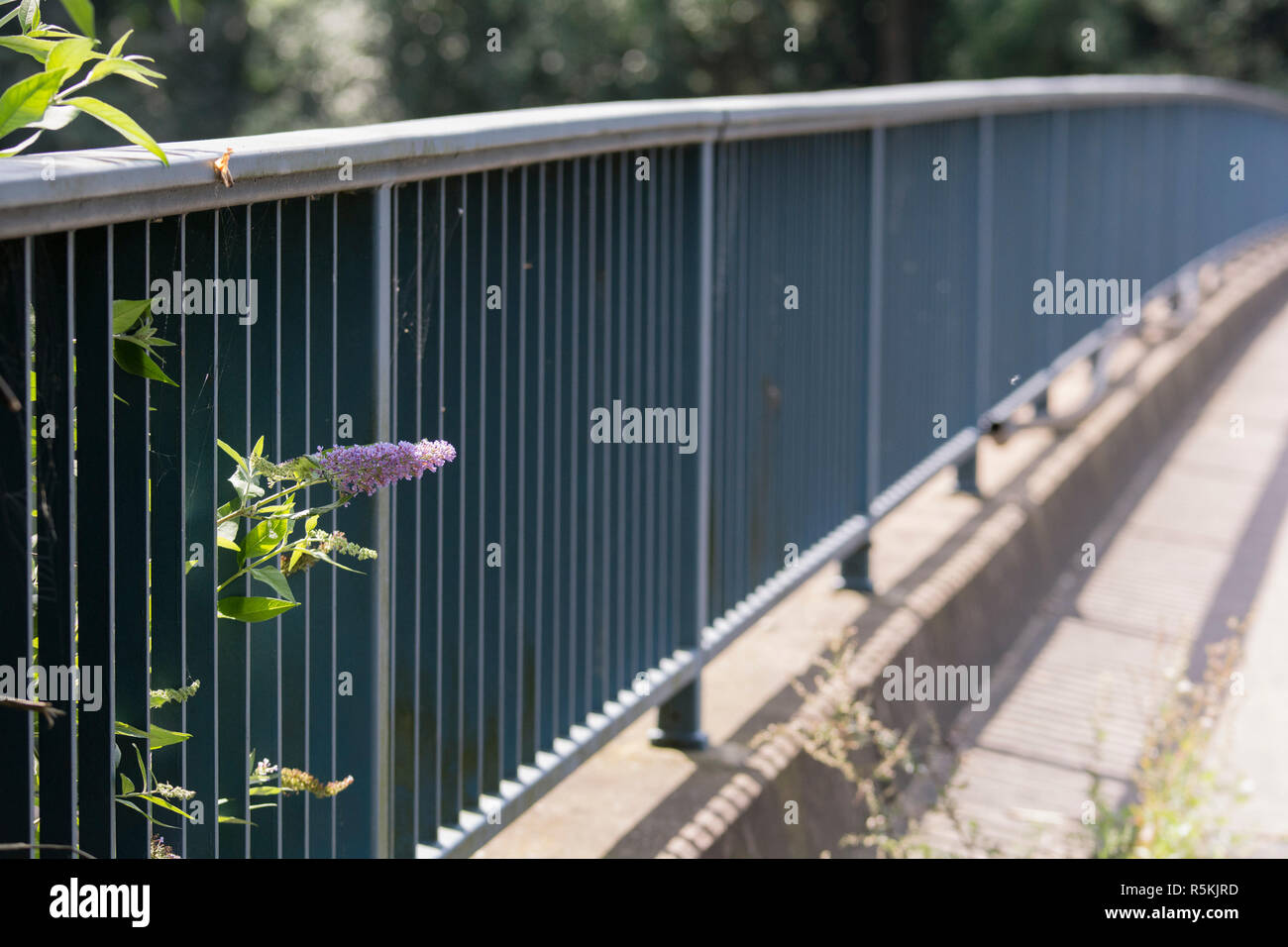 flower by railing Stock Photo - Alamy