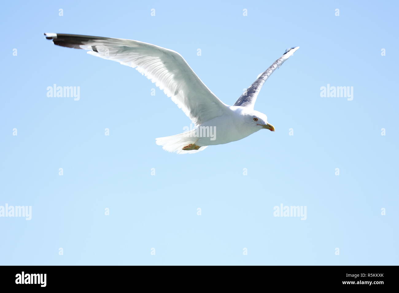 flying white gull Stock Photo Alamy