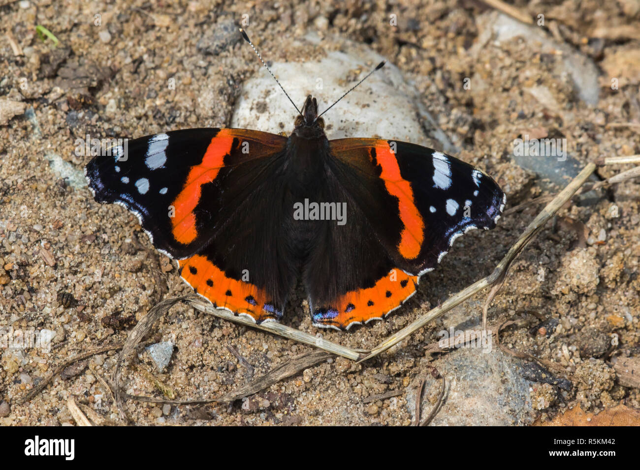 admiral (vanessa atalanta Stock Photo - Alamy