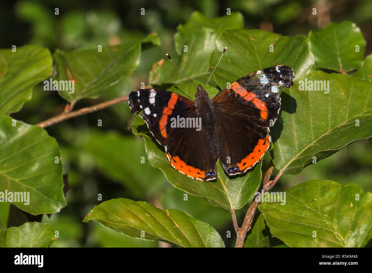 admiral (vanessa atalanta Stock Photo - Alamy