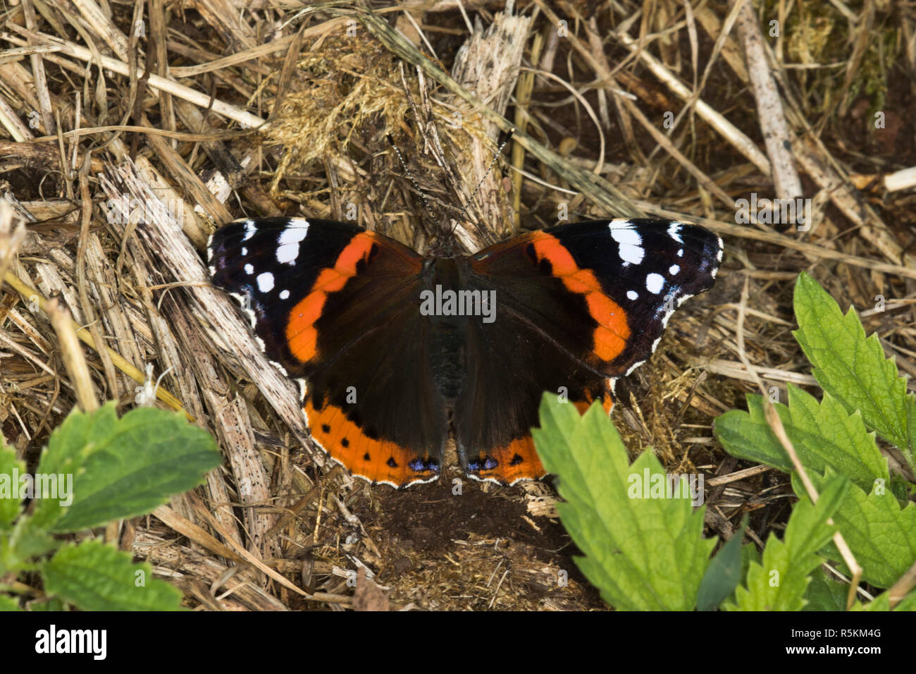 admiral (vanessa atalanta Stock Photo - Alamy