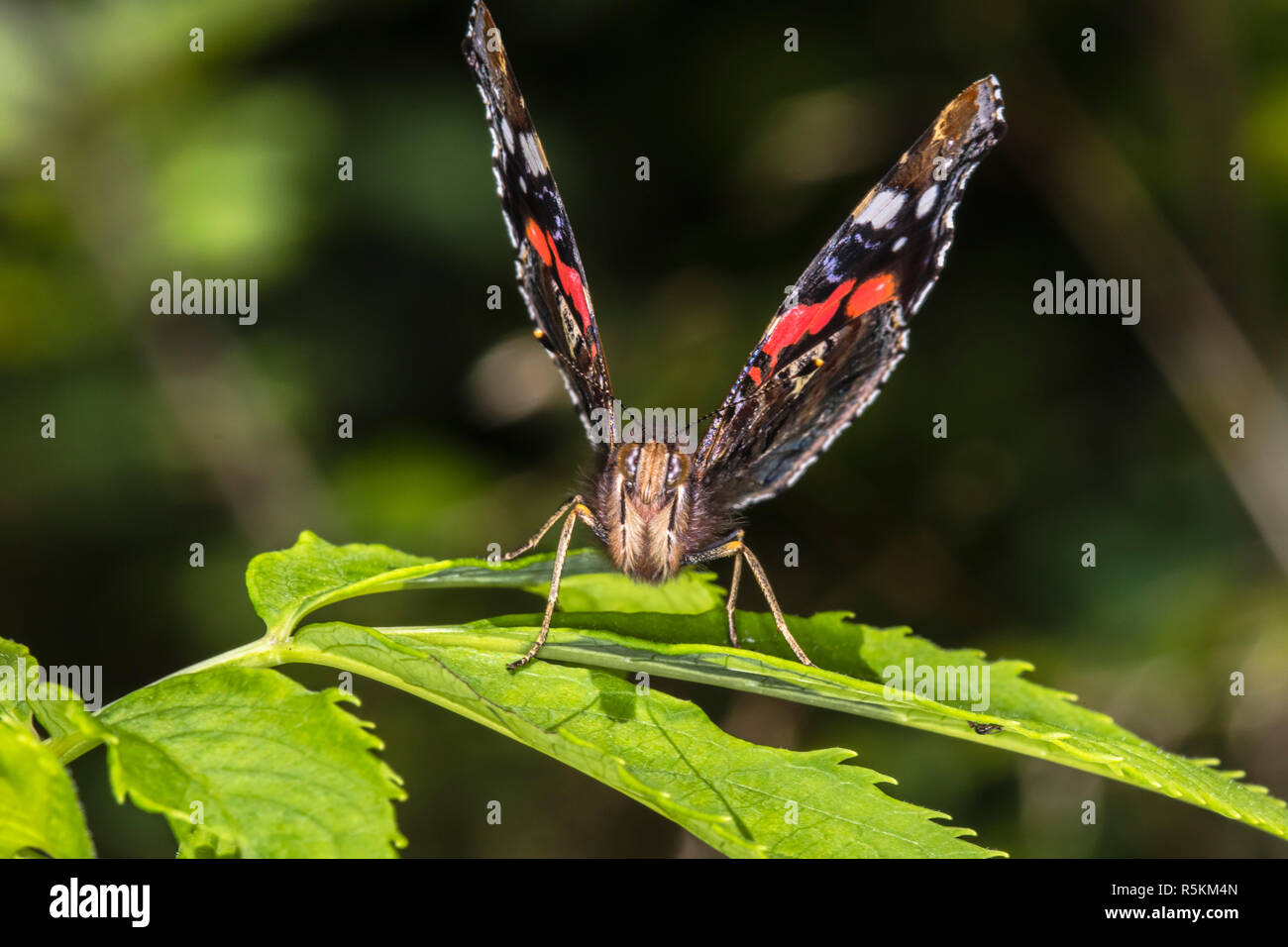 admiral (vanessa atalanta Stock Photo - Alamy
